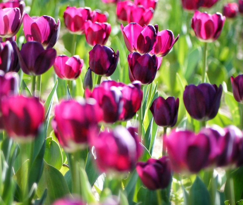 tulips, flowers, field, bloom, blossom, flowering plant, ornamental plant, plants, flower background, tulip field, tulip garden, flower wallpaper, beautiful flowers, flora, nature